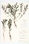 Pineapple-weed; Wild Marigold  specimen